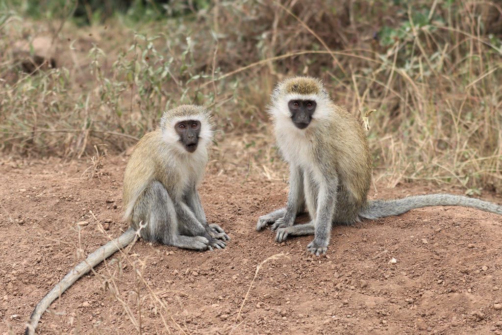 Vervet Monkeys at Nairobi National Park, Kenya