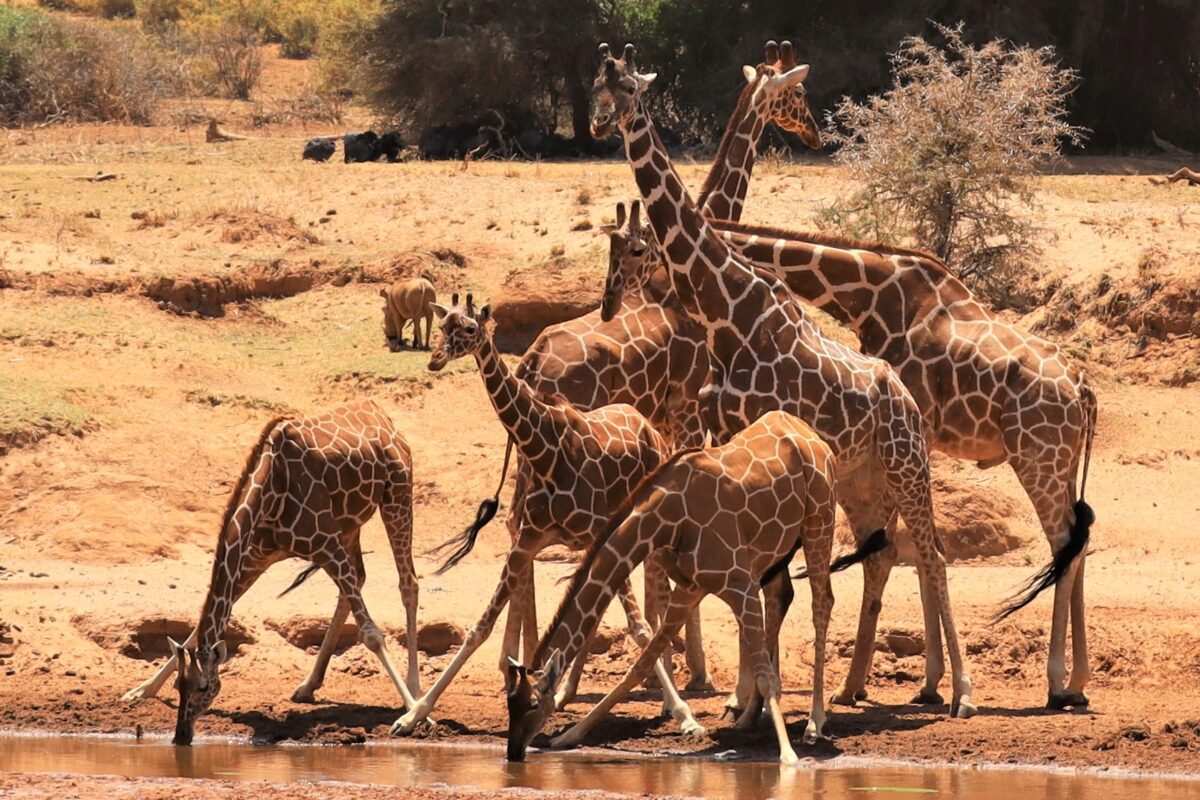 samburu giraffes Kenya
