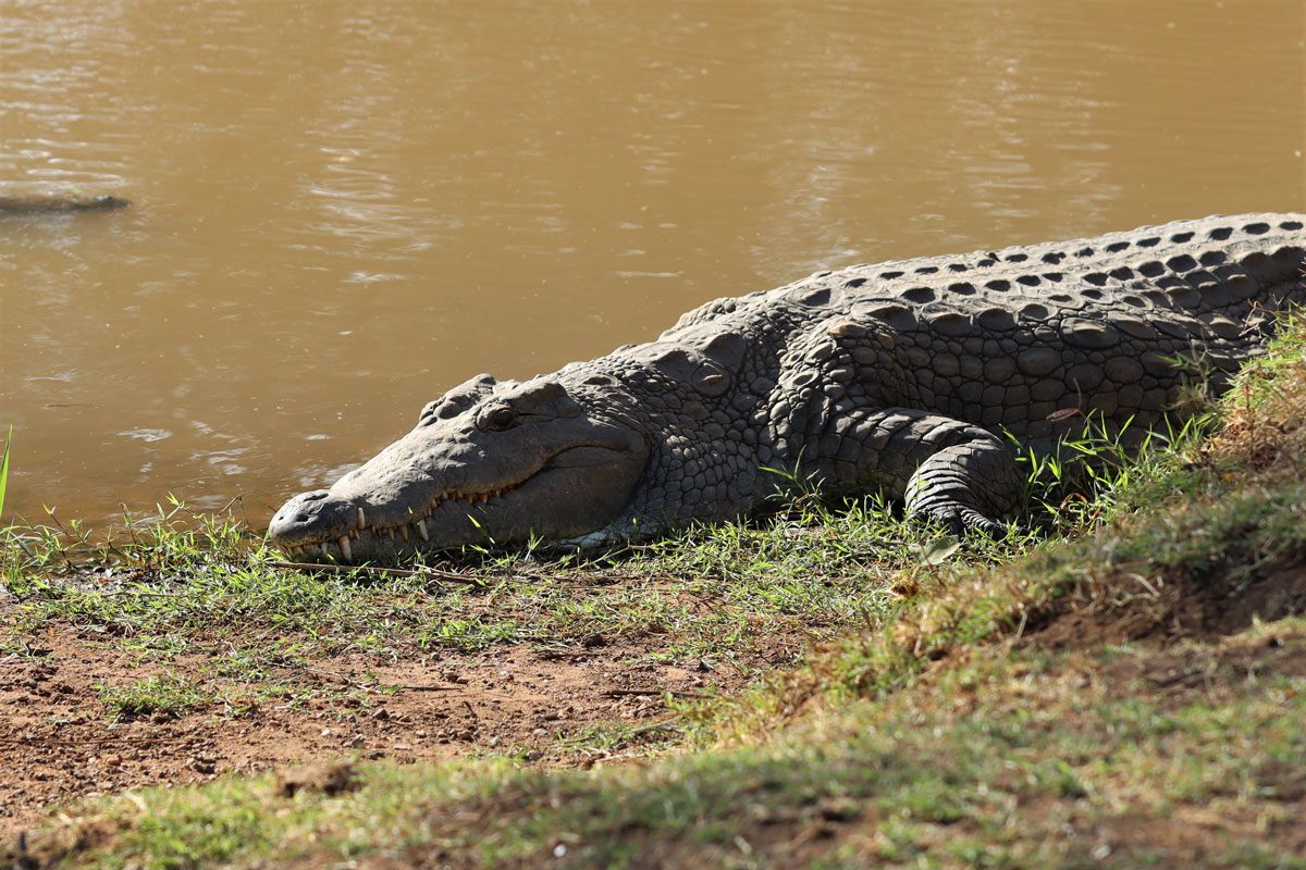 Samburu National Reserve Kenya crocodile