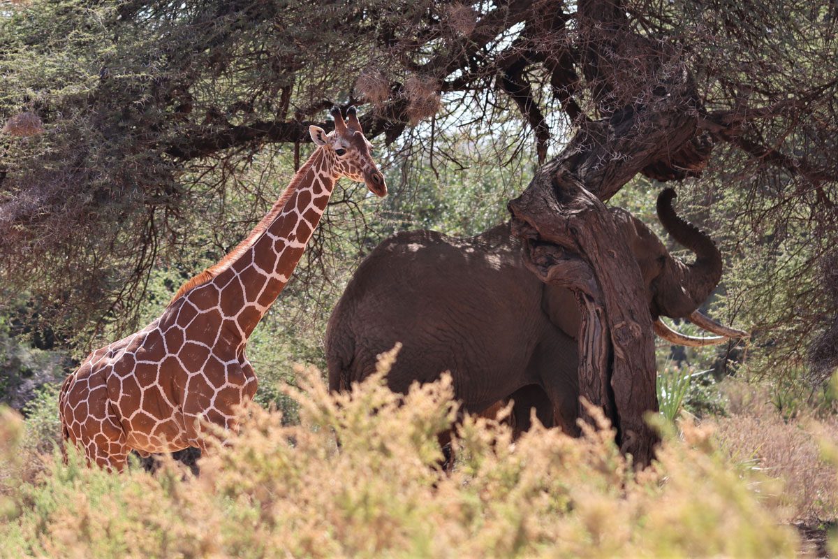 Samburu National Reserve Kenya