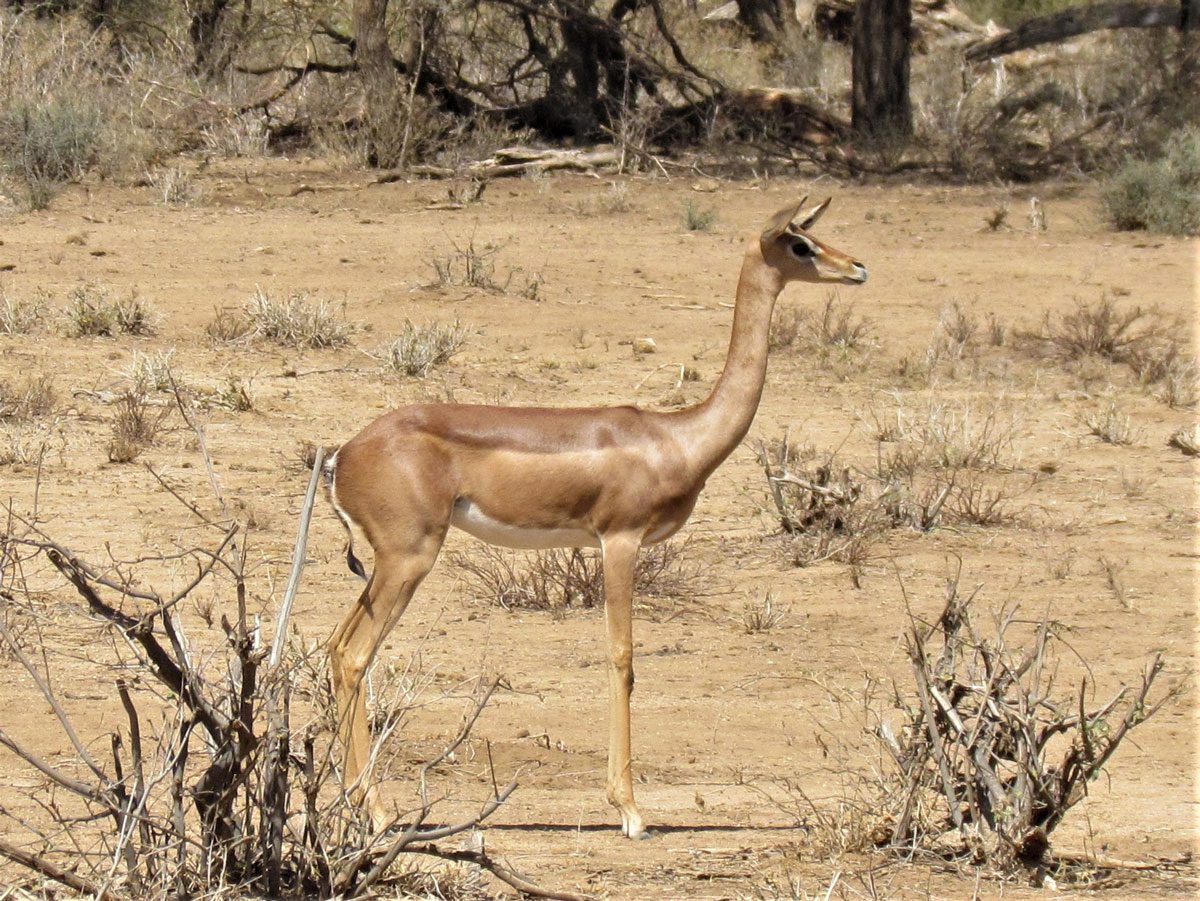 Samburu National Reserve Kenya