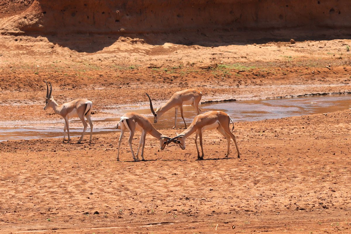 Ashnil Samburu Camp Kenya view