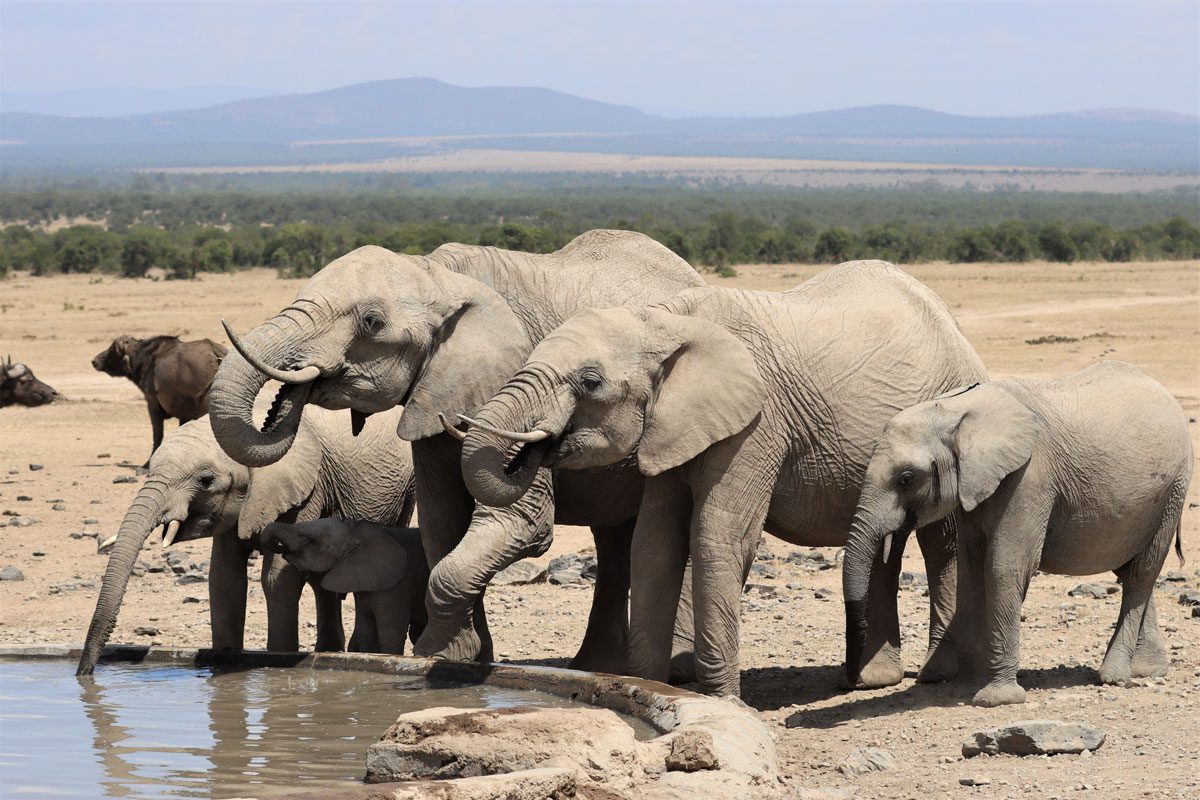 Ol Pajeta Sanctuary Kenya - elephants