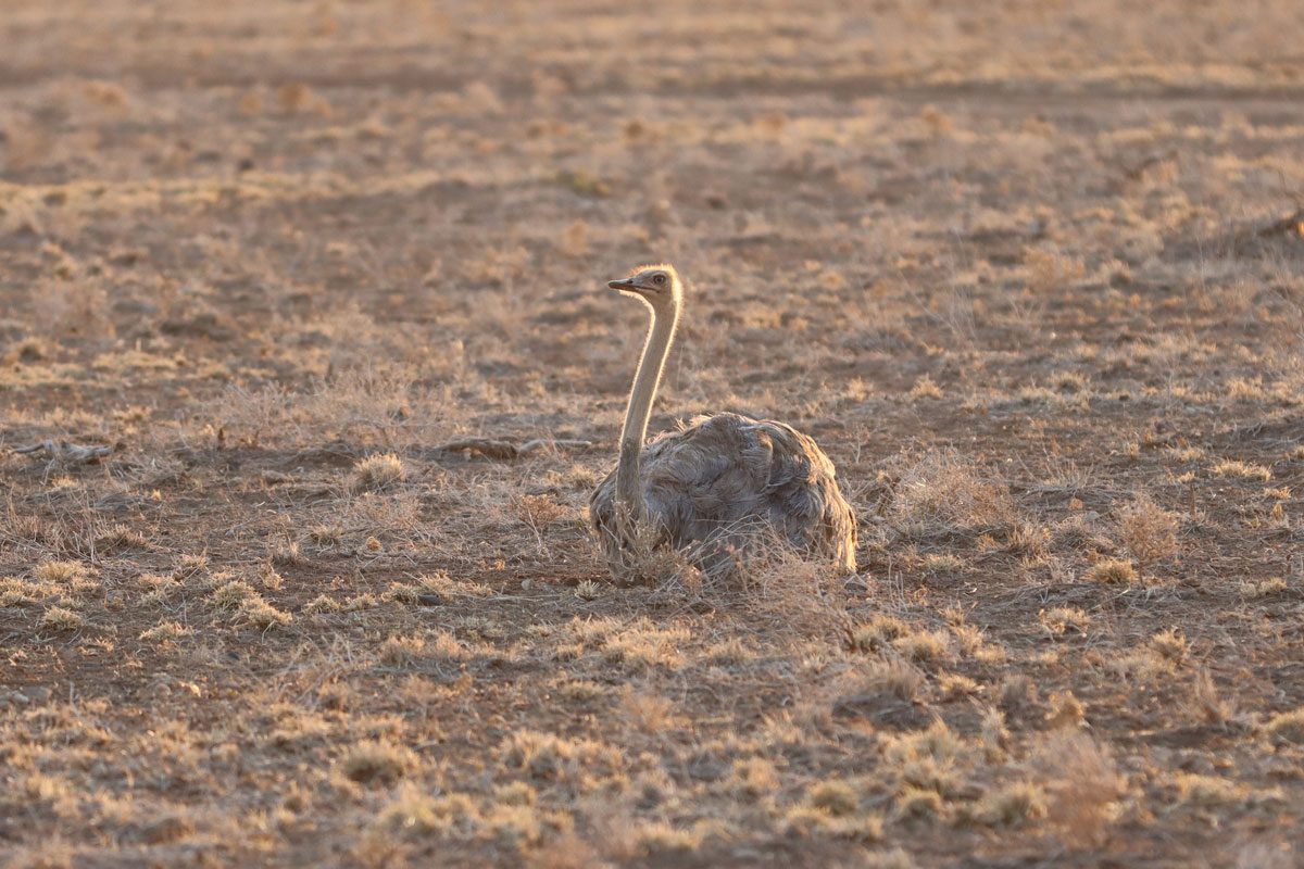 Samburu National Reserve - ostrich