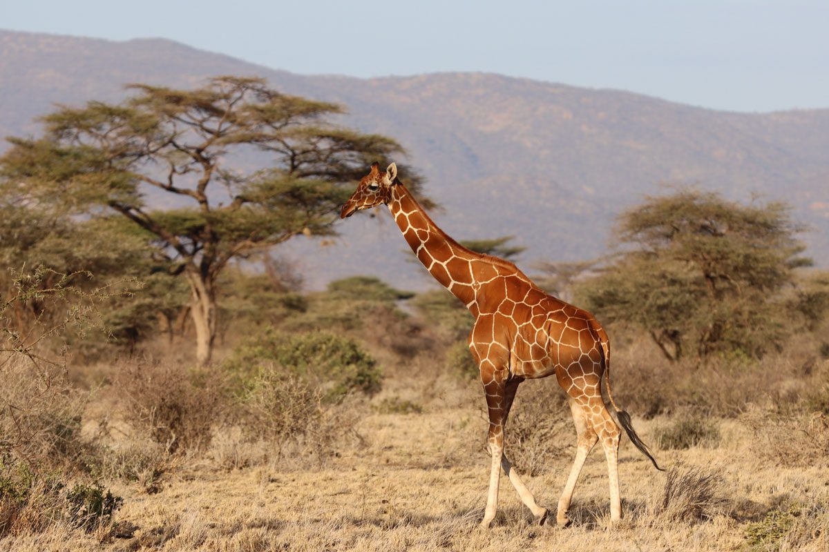 Samburu National Reserve - giraffe