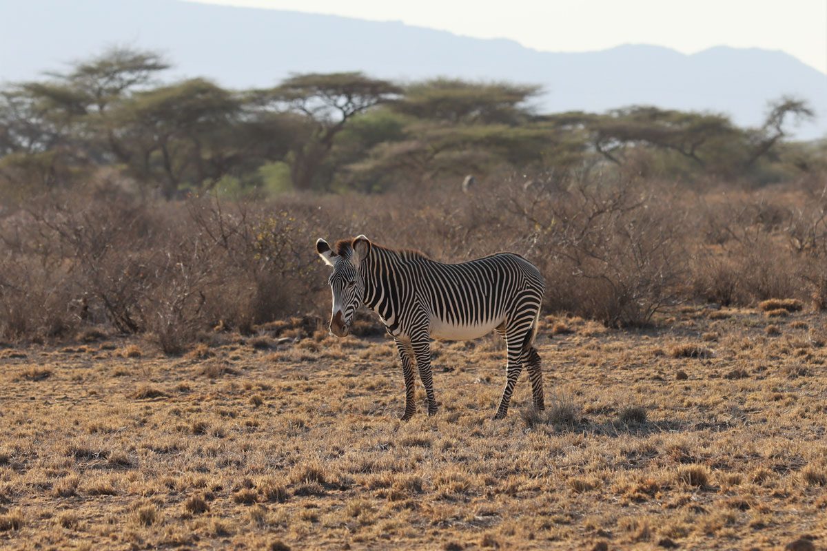 Samburu National Reserve - zebra