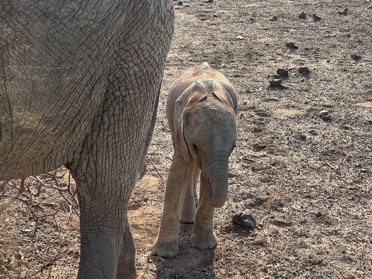 Samburu National Reserve - baby elephant