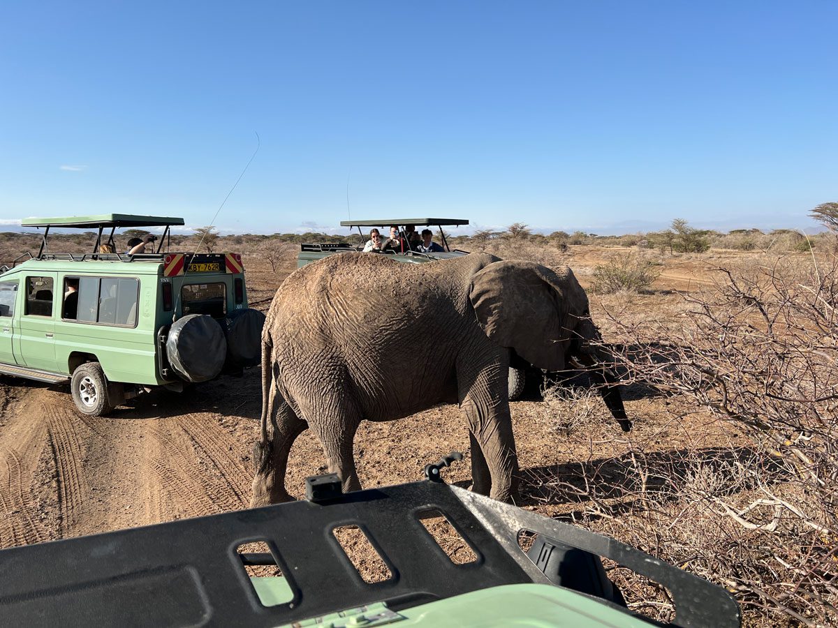 Samburu National Reserve Kenya - elephant