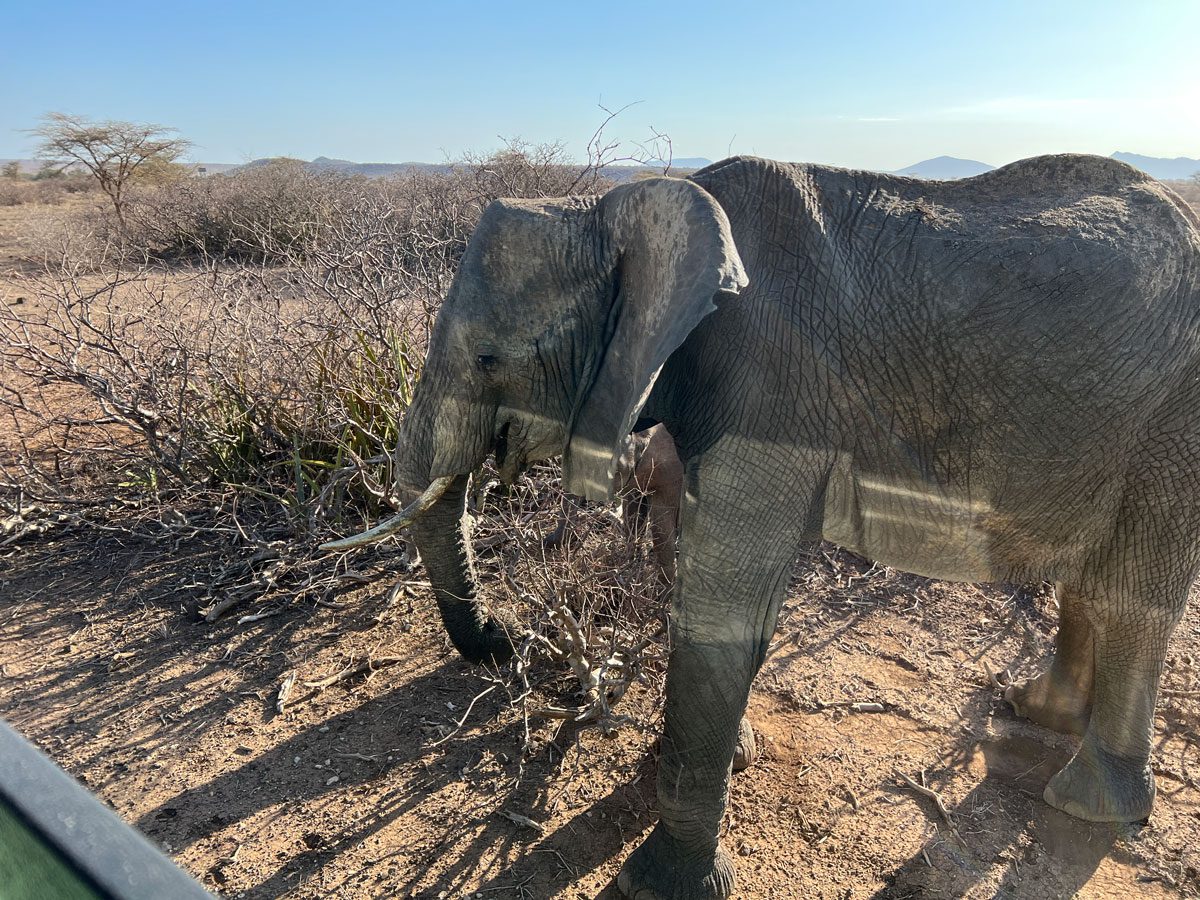Samburu National Reserve - elephant