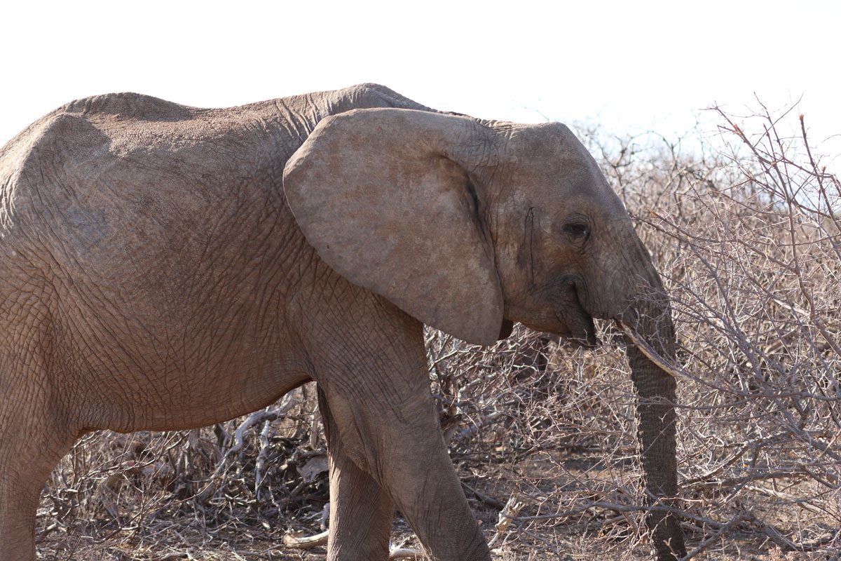 Samburu National Reserve - Kenya - elephant