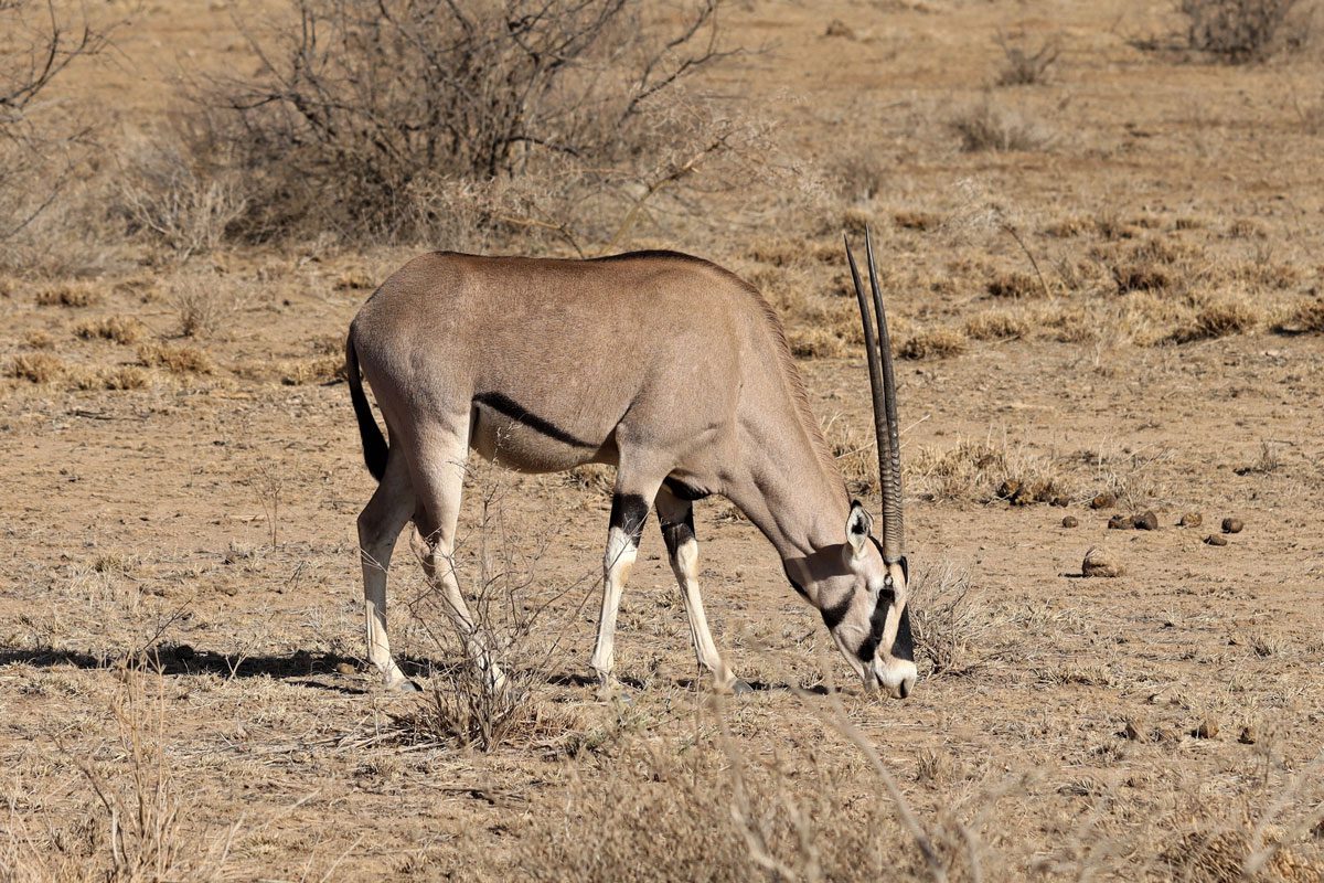 Samburu National Reserve - oryx, Kenya