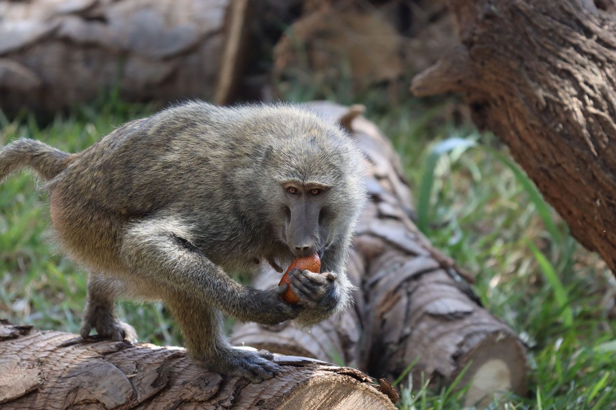 Ashnil Samburu Camp - baboon, Kenya