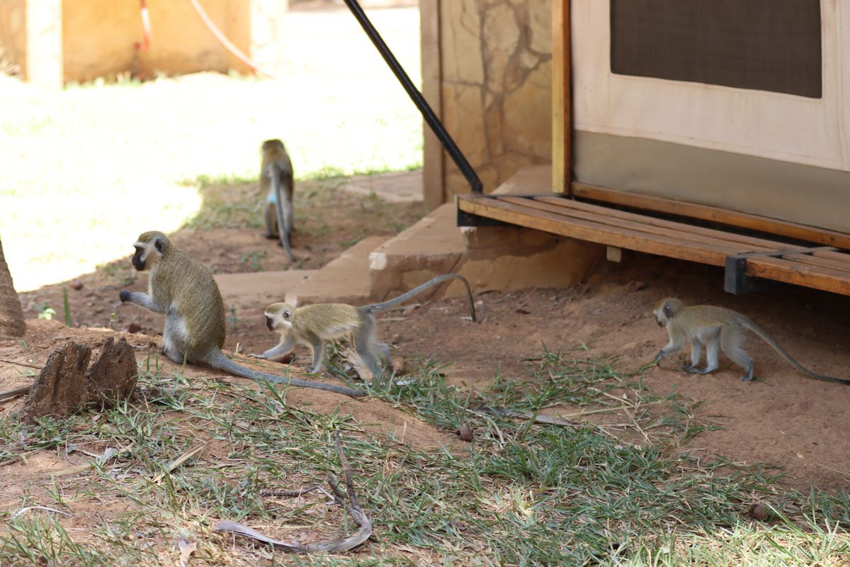 Ashnil Samburu Camp - monkeys, Kenya