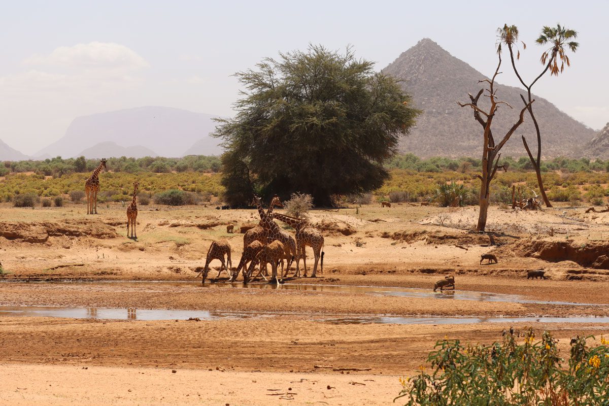 Ashnil Samburu Camp - view, Kenya