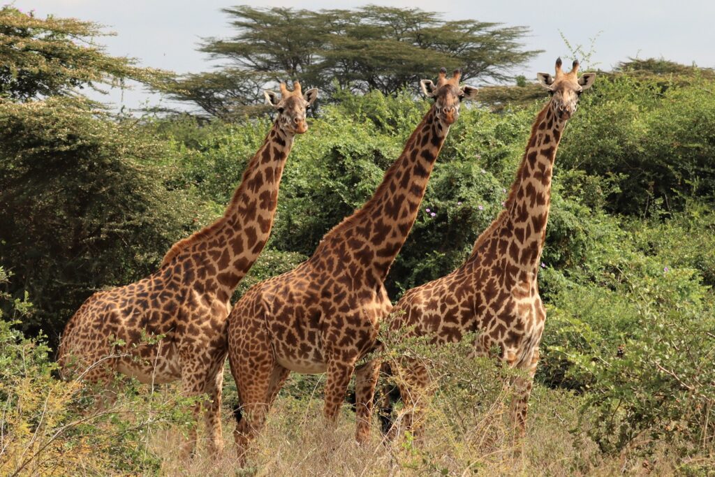 Masai Giraffe in Nairobi National Park Kenya