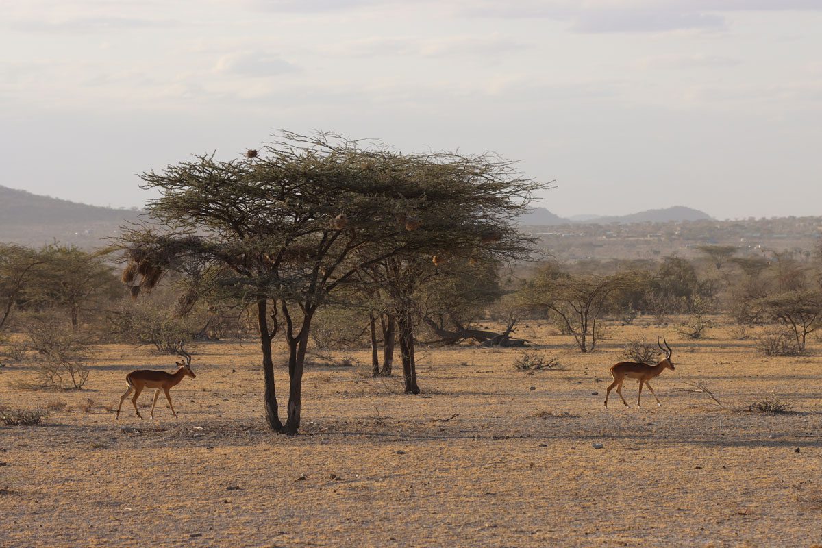 Samburu National Reserve Kenya - dry, Kenya