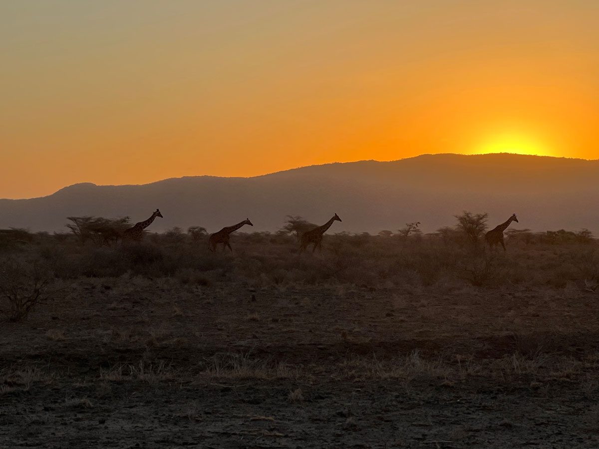 Samburu National Reserve Kenya - sunset