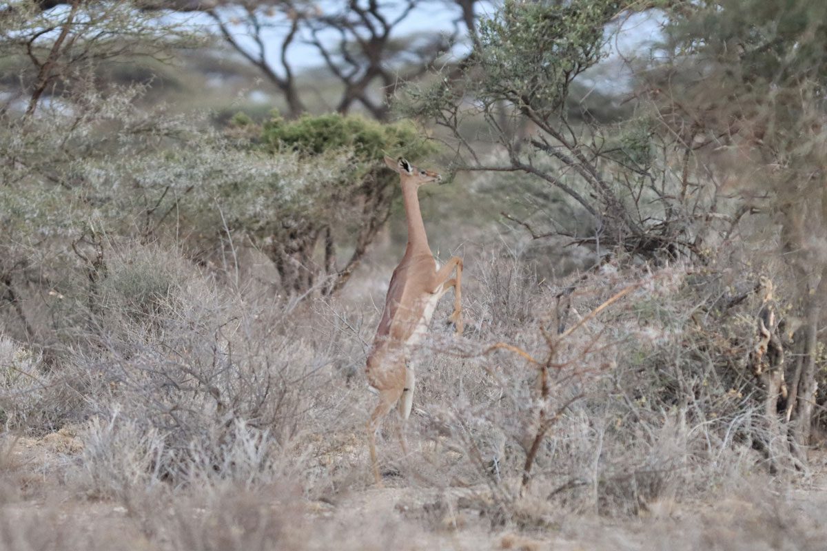 Samburu National Reserve Kenya