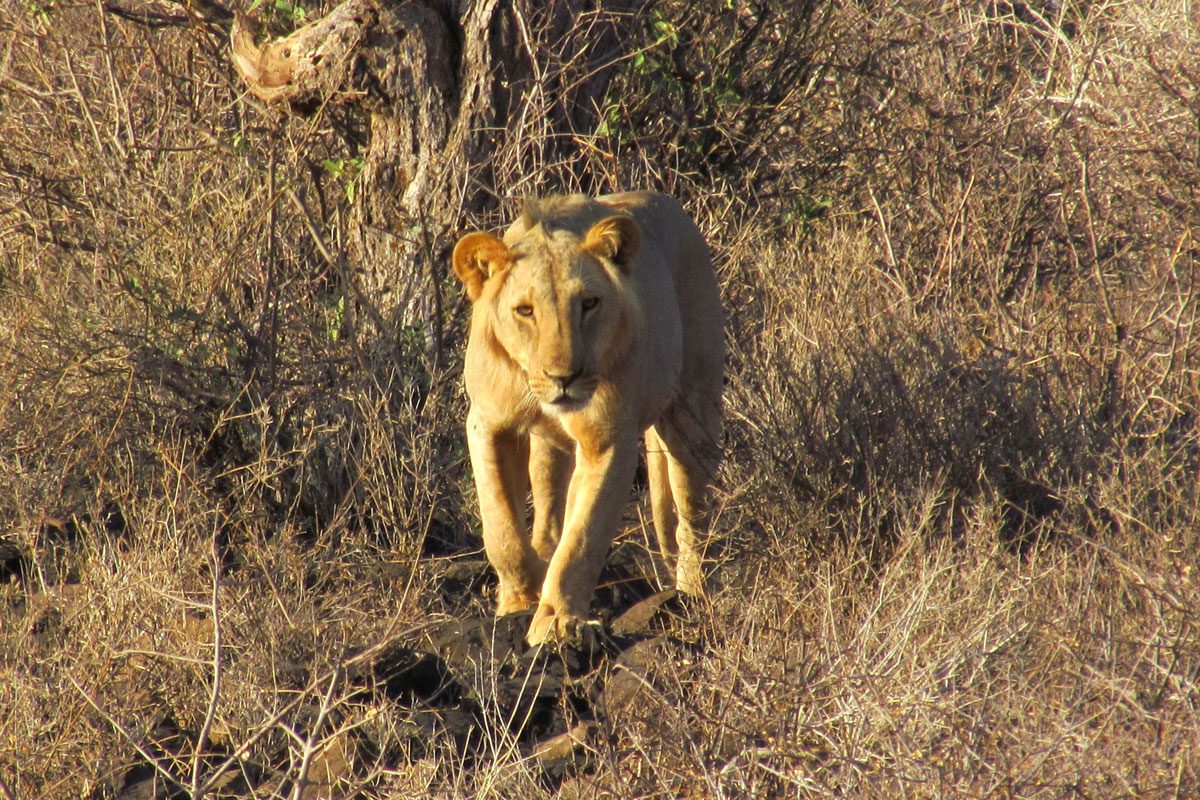 Samburu National Reserve Kenya - lion
