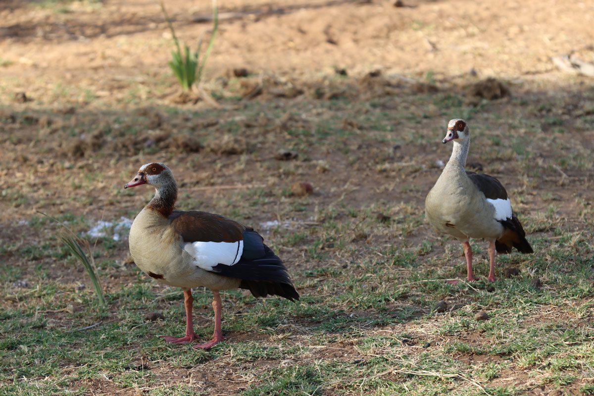Samburu National Reserve Kenya - Egyptian geese