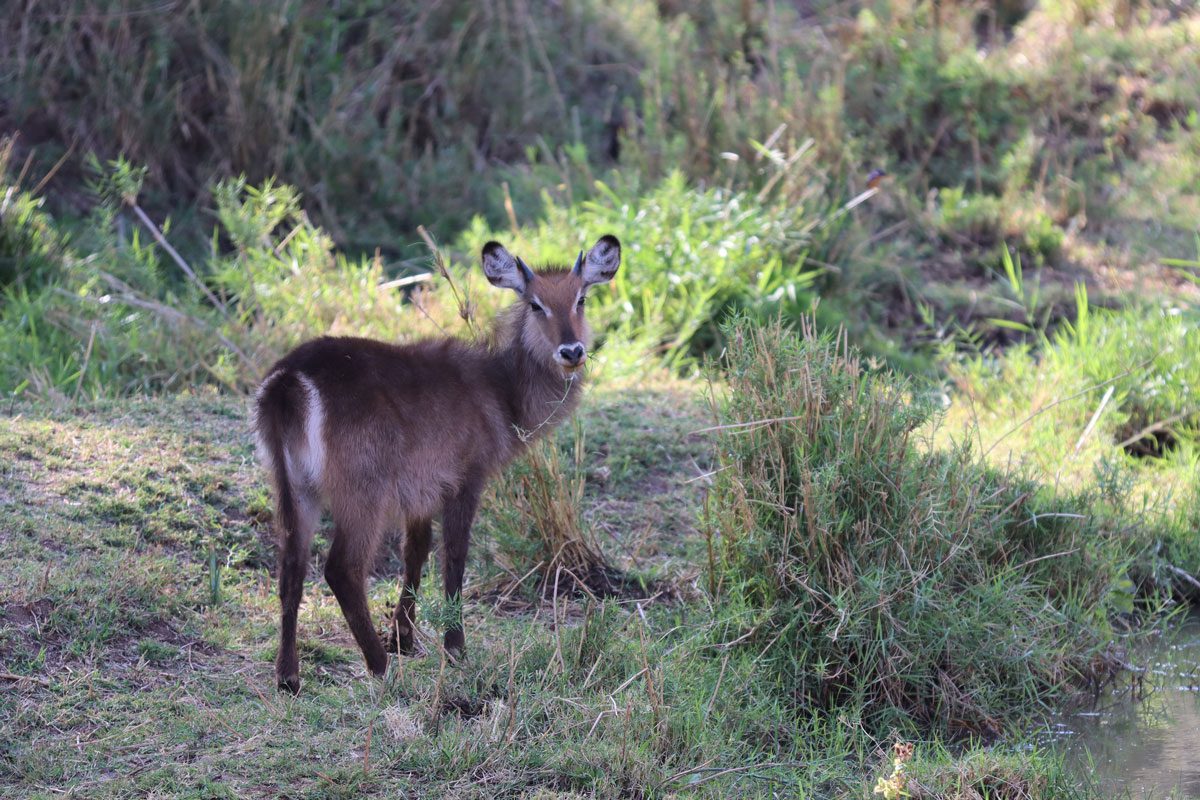 Samburu National Reserve Kenya