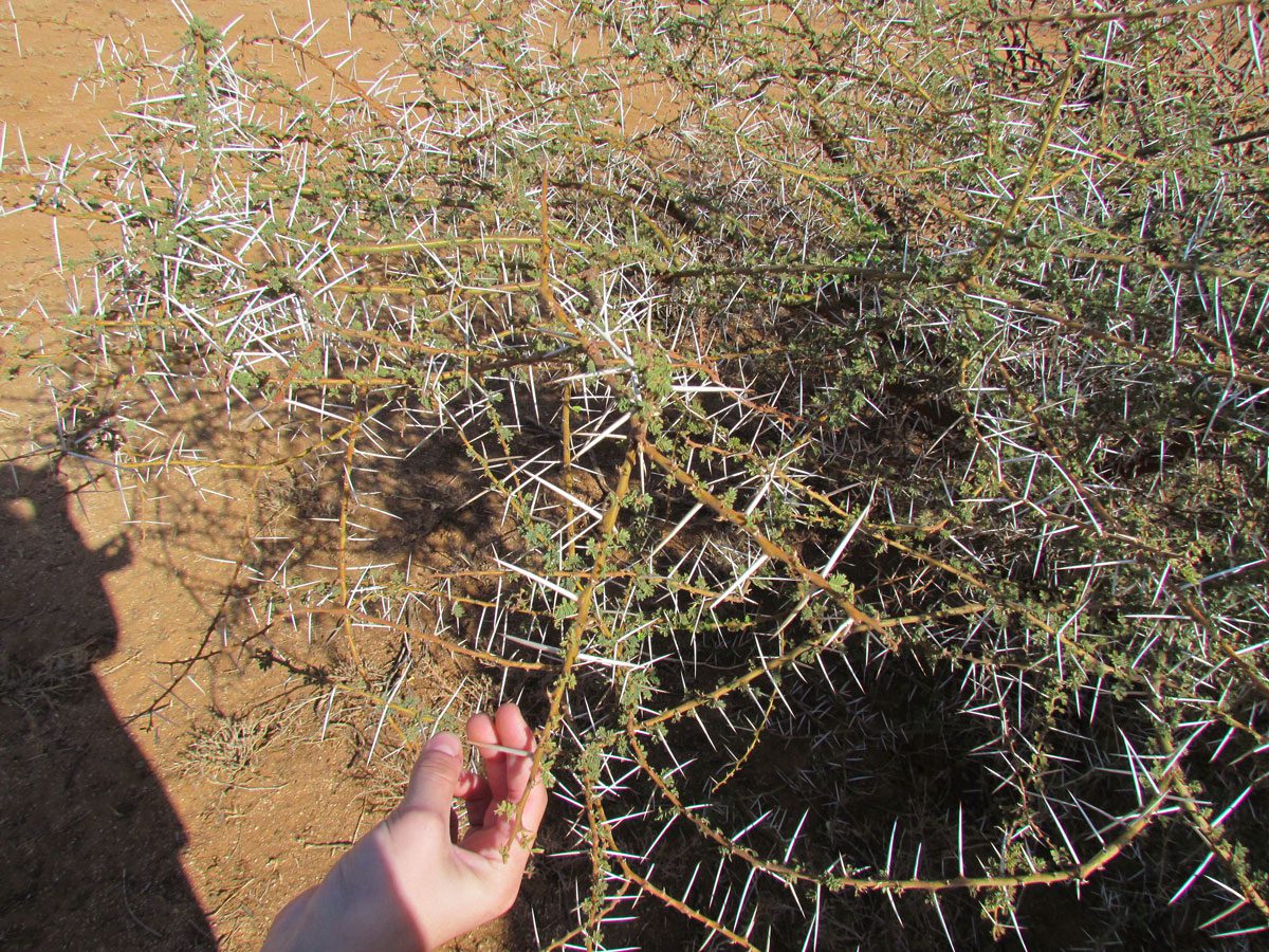 Samburu National Reserve Kenya - thorns