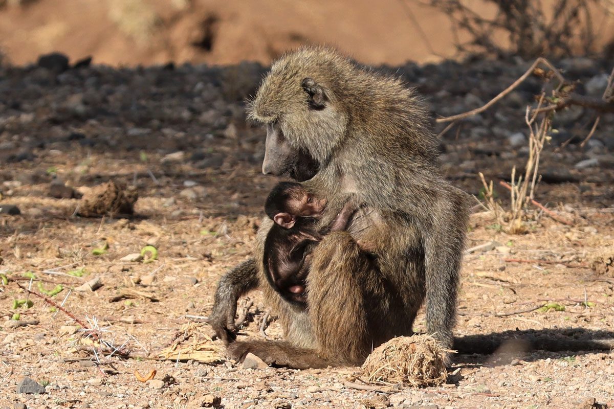 Samburu National Reserve Kenya - baboons