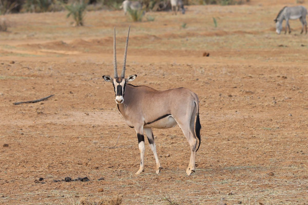 Samburu National Reserve Kenya - oryx