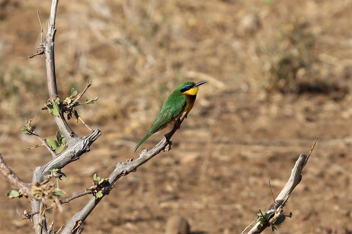 Samburu National Reserve Kenya