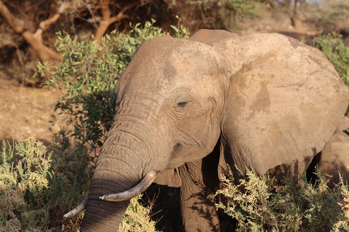 Samburu National Reserve Kenya - elephants