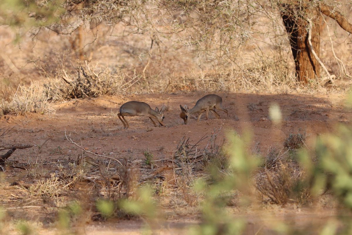 Samburu National Reserve Kenya - dik diks