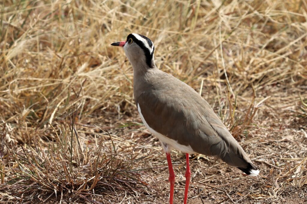 Crowned Lapwing