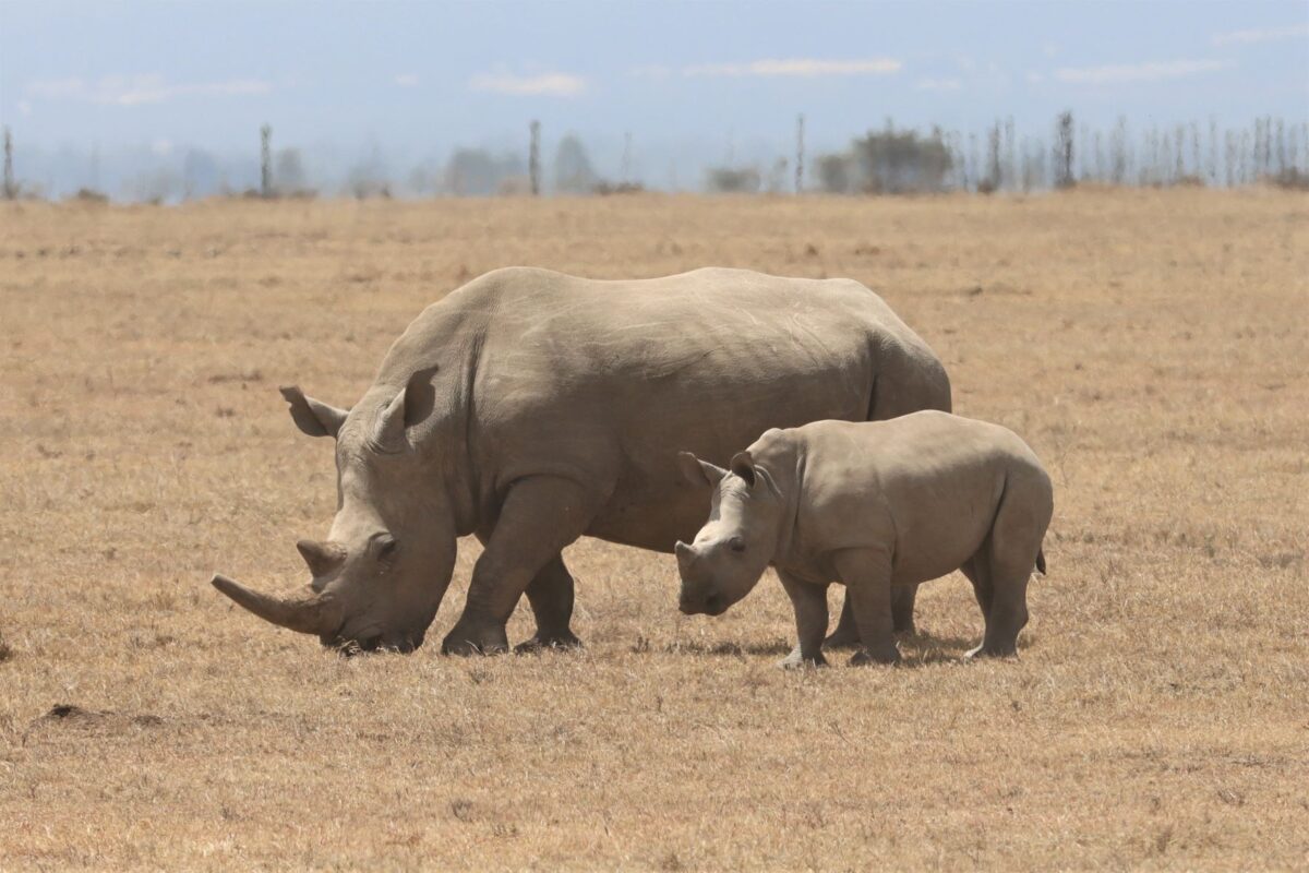 Ol Pejeta rhinos Kenya