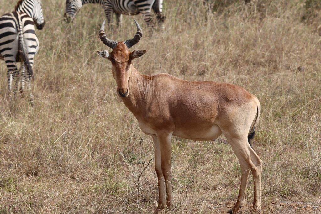 Hartebeest in Nairobi National Park Kenya