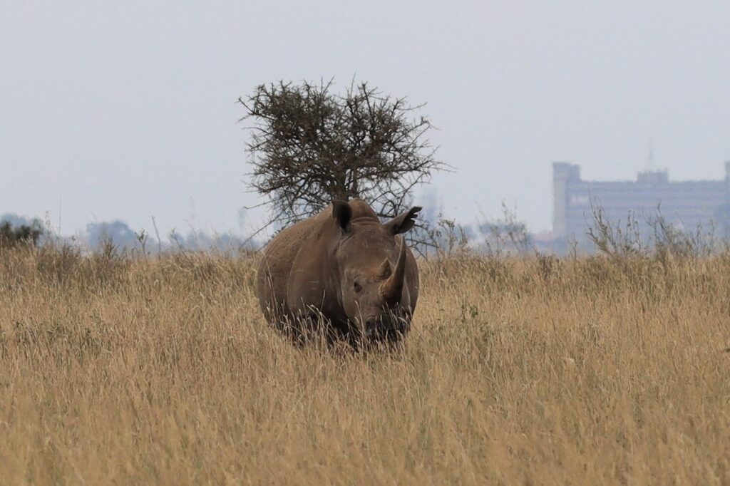 Rhino in Nairobi National Park Kenya