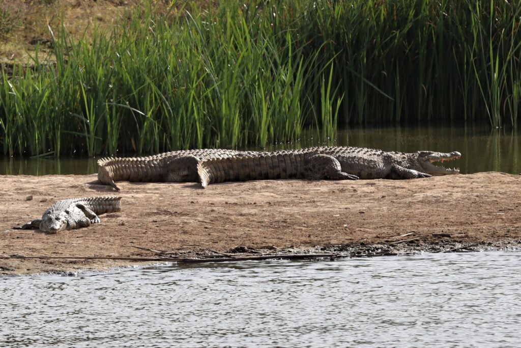 Crocodile in Nairobi National Park Kenya