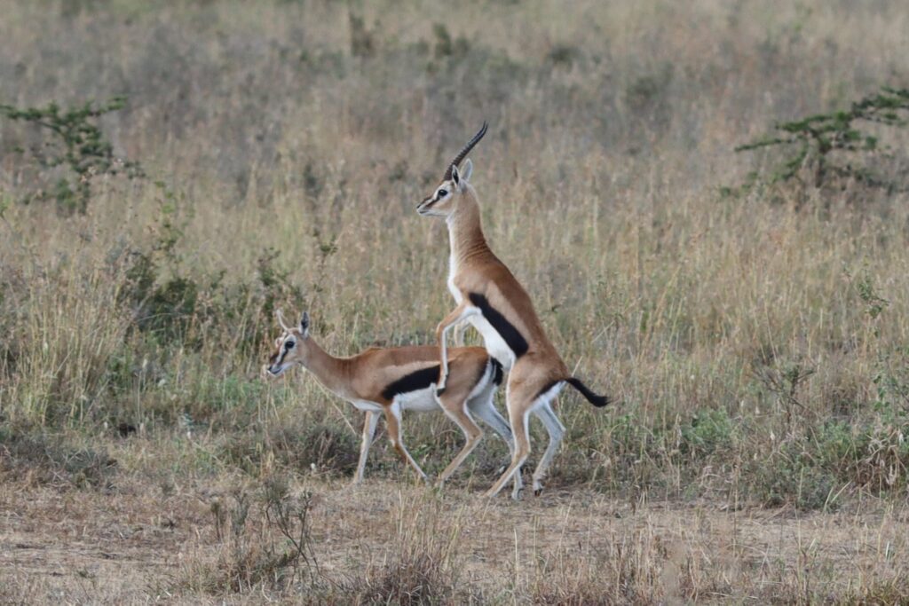 Thomson's Gazelle in Nairobi National Park Kenya