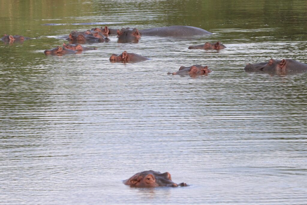 Hippos in Nairobi National Park Kenya