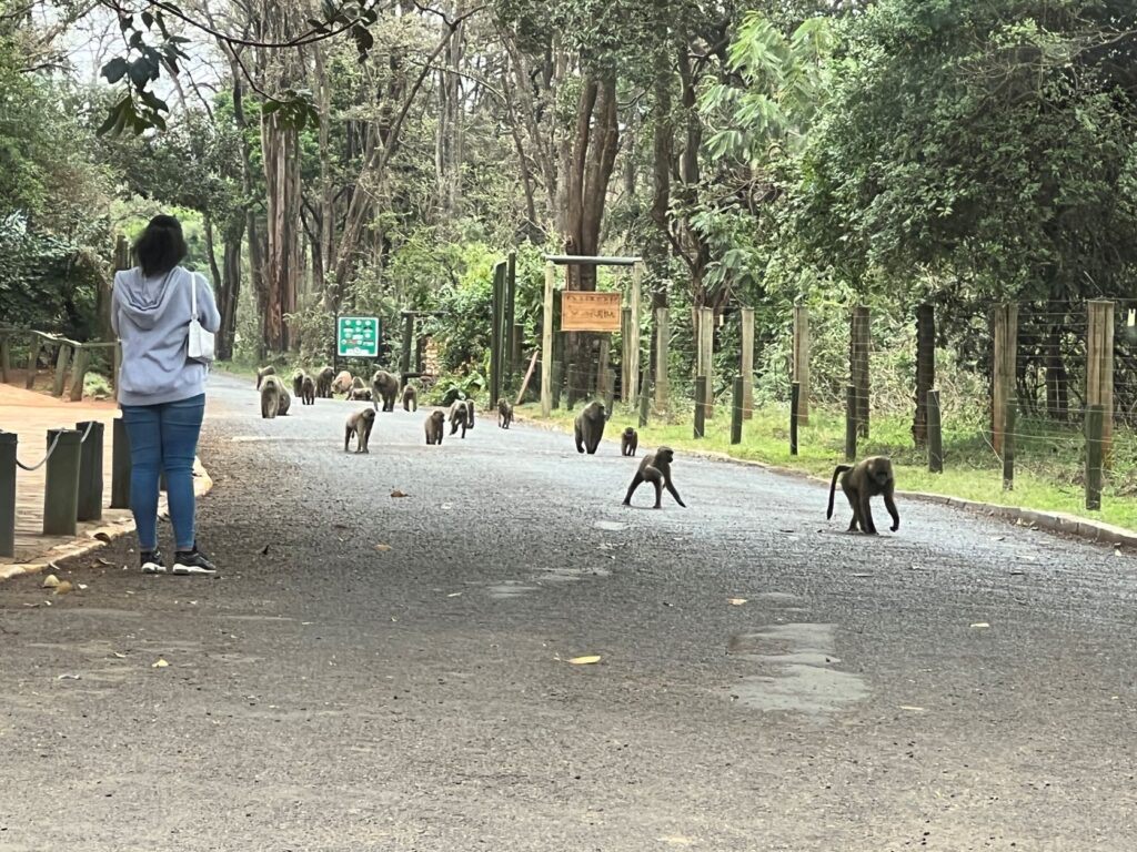 Nairobi National Park baboons
