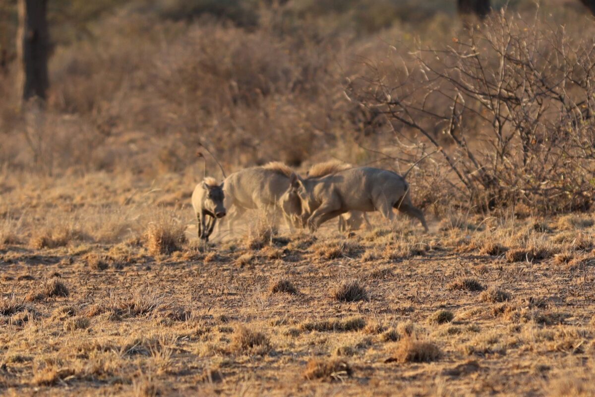 Warthogs in Samburu Kenya