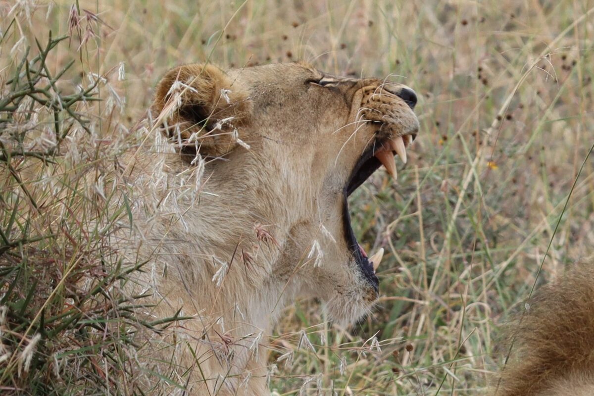 Kenya Lion, Kenya