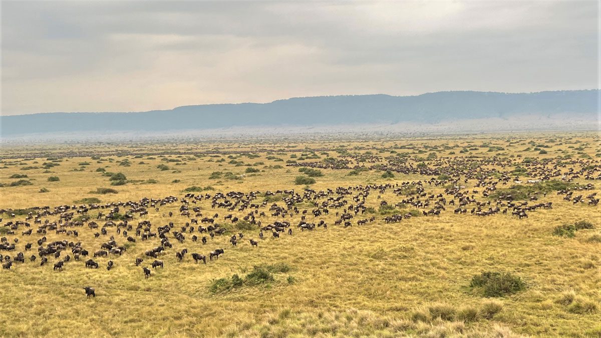 Wildebeest Migration from a Hot Air Balloon over the Masai Mara, Kenya - Best Things to Do in Kenya