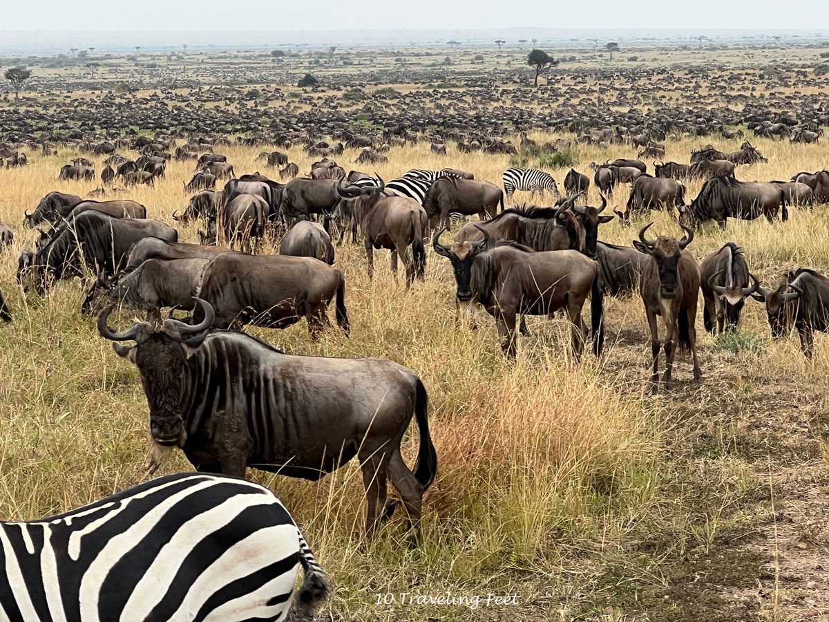 The Great Wildebeest Migration - Masai Mara, Kenya