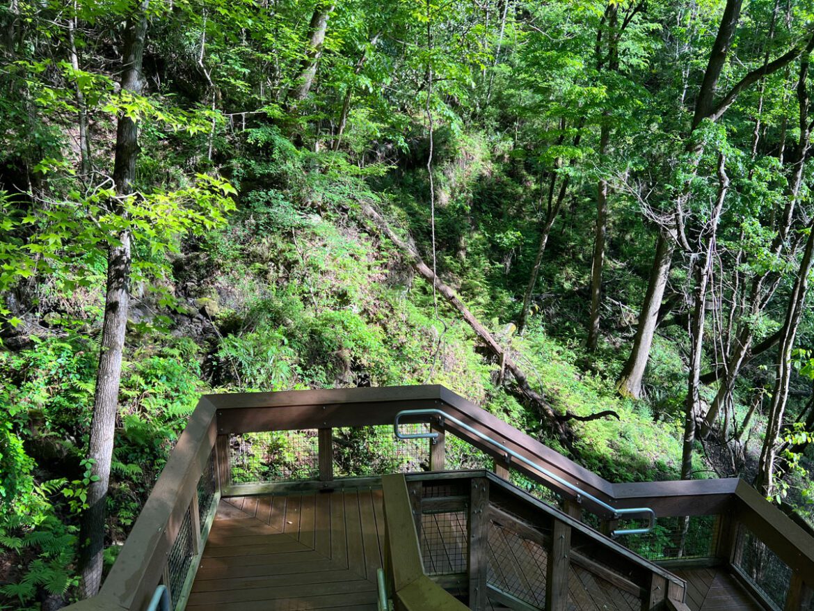 Descend into Wonder: Exploring Devil's Millhopper Geological State Park